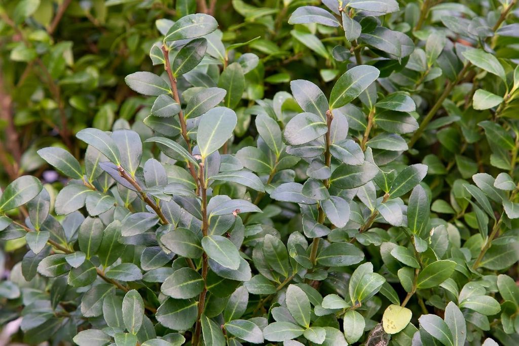Stauden Gänge 50 x Ilex crenata 'Caroline Upright' - Japanische Stechpalme - Der elegante Hauch von Fernost - Top für Hecken - Buchsbaum Ersatz