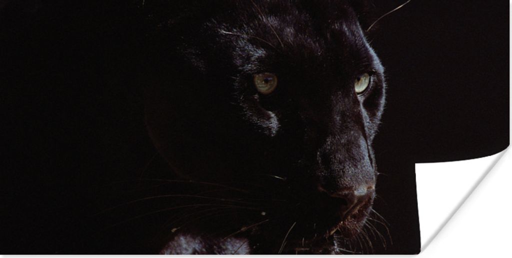 MuchoWow Poster Panther - Tier - Schwarz 150x75 cm - ohne Rahmen