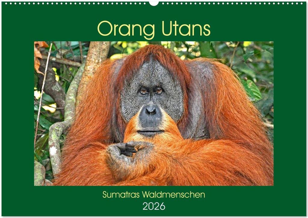 Orang Utans Sumatras Waldmenschen (Wandkalender 2026 DIN A2 quer), CALVENDO Monatskalender