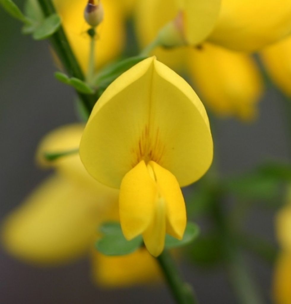 Cytisus scoparius Gelber Funke - Drachenginster Gelber Funke 40-60cm