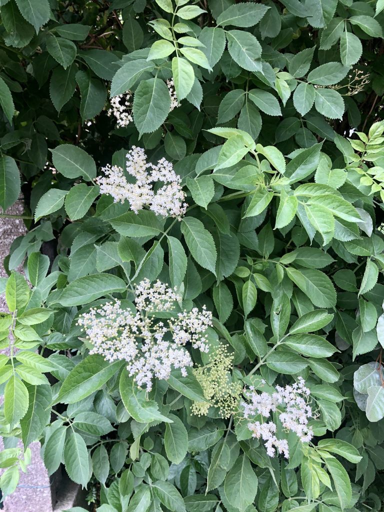 10 x Sambucus nigra - Holunder 60- 90 cm Wurzelnackt