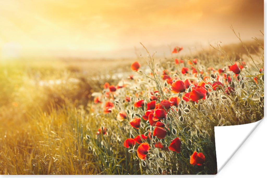 MuchoWow Poster Sonnenstrahlen über einem Mohnblumenstrauß 180x120 cm - Fotoplakat