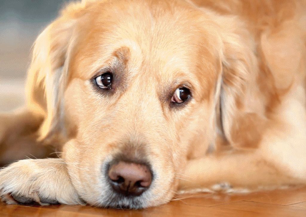 3 D Ansichtskarte Golden Retriever, Postkarte Wackelkarte Hologrammkarte Bild Haustier Hund