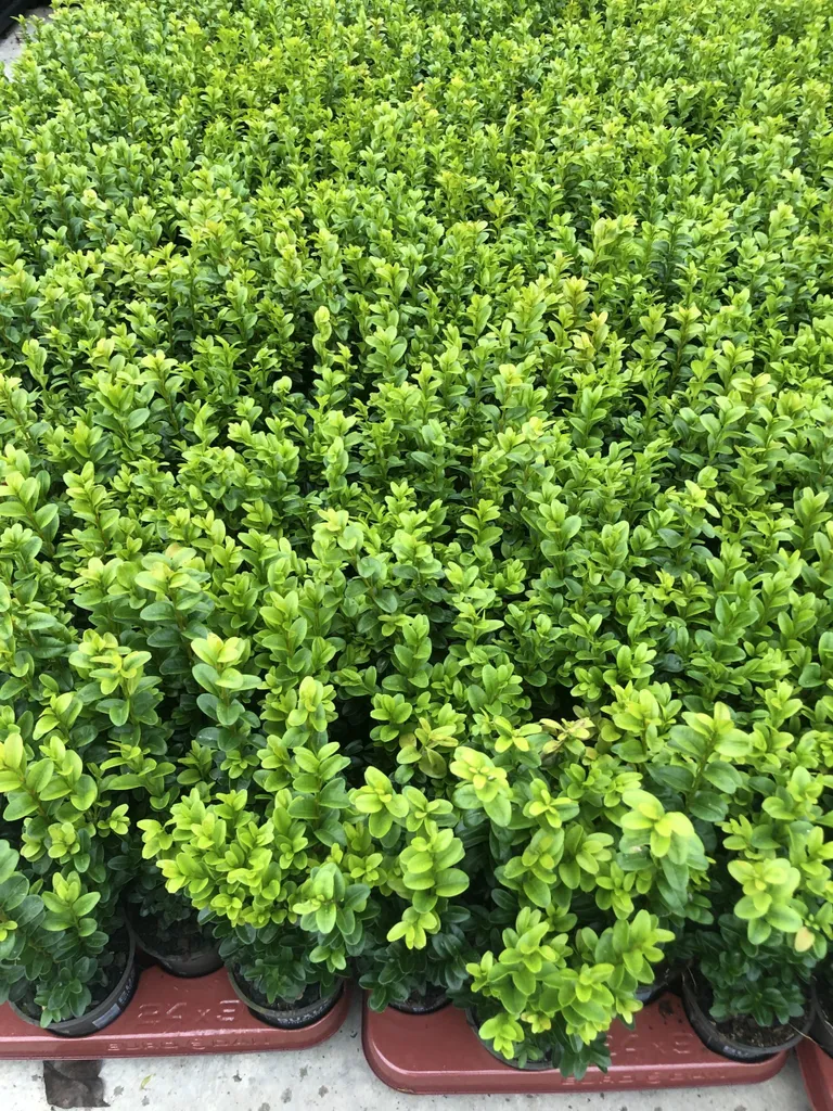 4 Plants de Buis pour Art Topiaire et Bordures de Jardin - 25-30 cm Hauteur