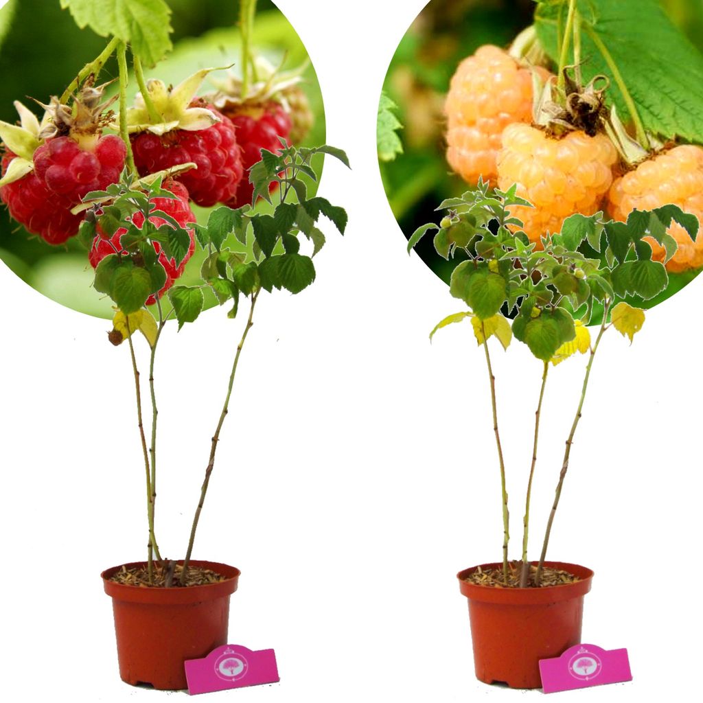 Set mit 2 Himbeeren – 1 Rote Himbeere, 1 Gelbe Himbeere – Produktbild 