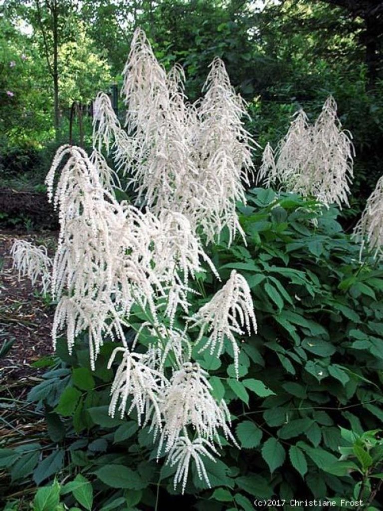 Wald-Geißbart - weiße Blüte - Leitstaude - Co. 2,5 L