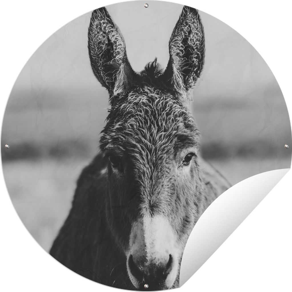 MuchoWow Gartenposter Outdoor-Poster Rund Esel - Schwarz - Tiere - Weiß Ø 90 cm Gartendeko Rundes Poster draußen