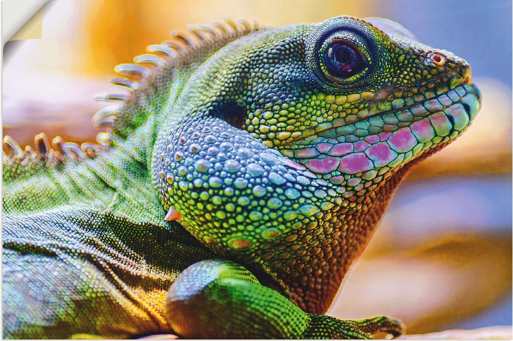 ARTland Wandbild, selbstklebend Farbiger Kopf eines Leguan Größe: 90x60 cm