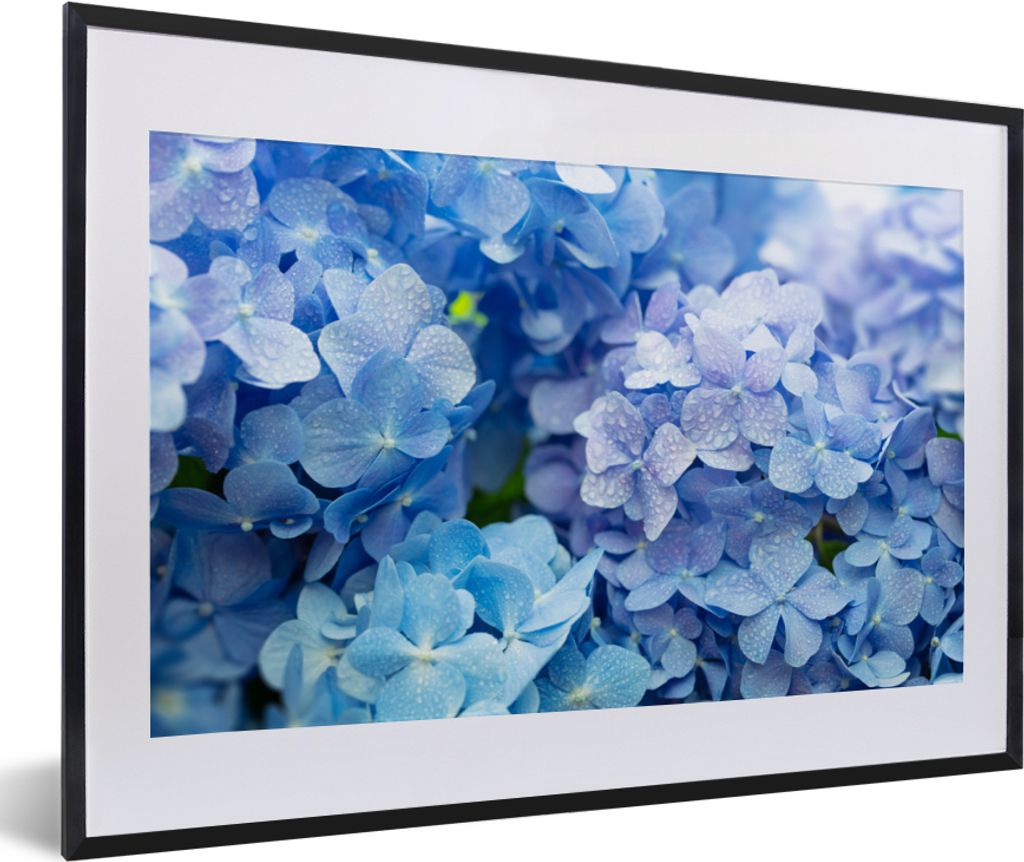 MuchoWow Gerahmtes Poster Hortensie - Wassertropfen - Floral - Botanisch - Blau 60x40 cm - Poster mit Schwarzem Bilderrahmen Wandposter Rahmen Fo...