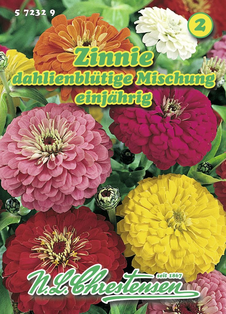 Zinnie Dahlienblütige Mischung | Zinniensamen von N.L. Chrestensen