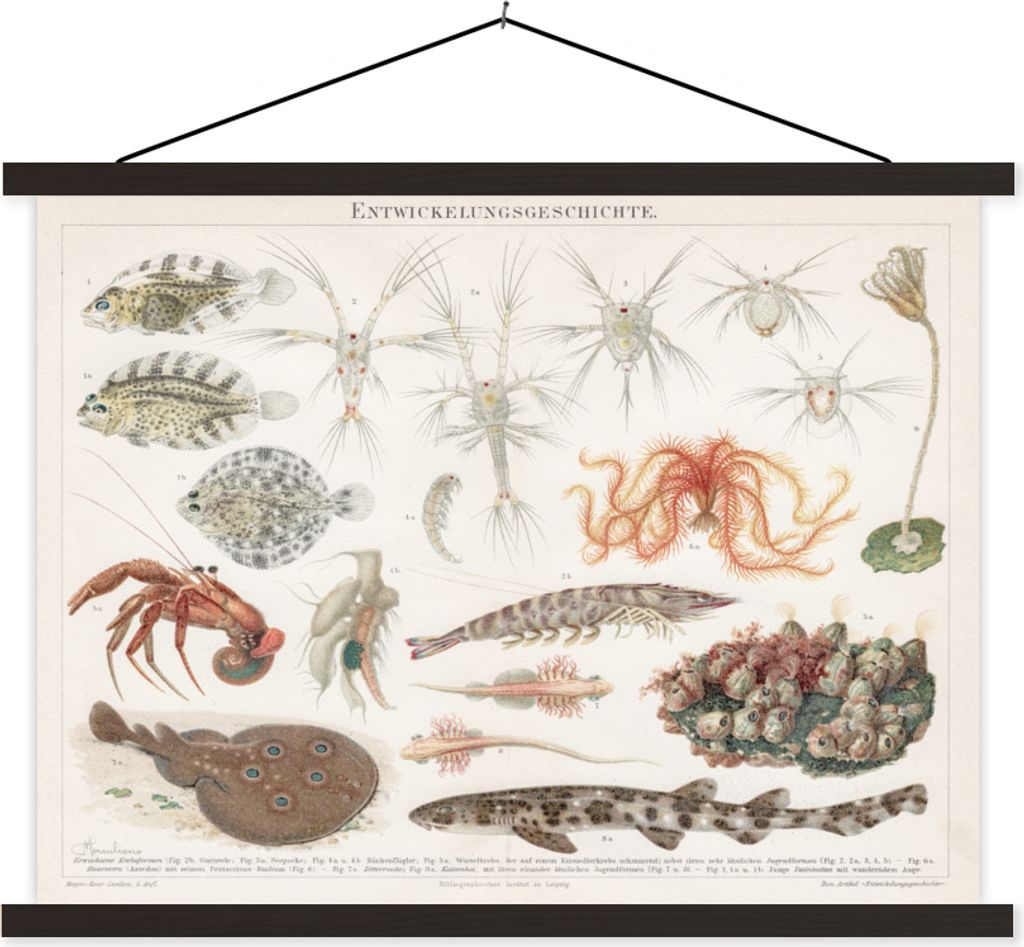MuchoWow Textilposter Meerestiere - Vintage - Illustration 60x45 cm mit schwarzem Rahmen - Poster Schlafzimmer