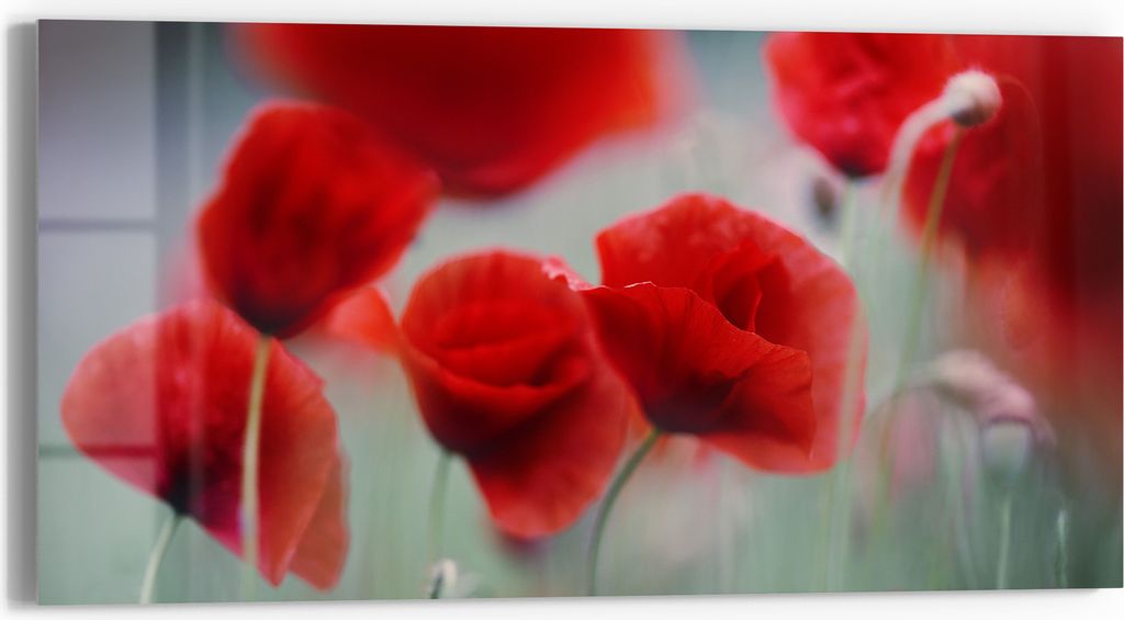 DEQORI Glasbild Echtglas 60x30 cm 'Mohnblütenzauber' Wandbild Bild modern Deko