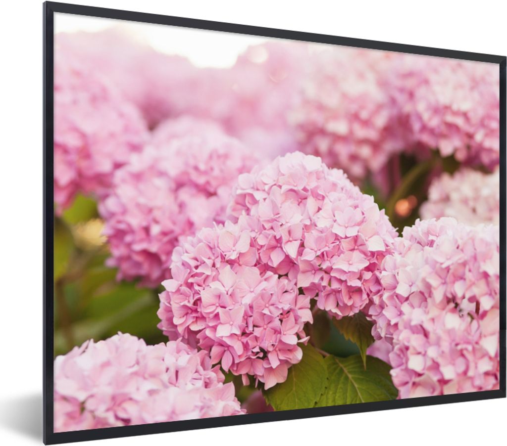 MuchoWow Gerahmtes Poster Busch - Blumen - Rosa - Hortensie 80x60 cm - Poster mit Schwarzem Bilderrahmen Wandposter Rahmen Foto Bilder - Schwarze...