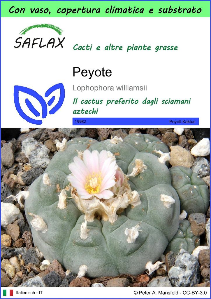 SAFLAX Garden to go - Peyote - 20 semi - Lophophora Immagine del prodotto 
