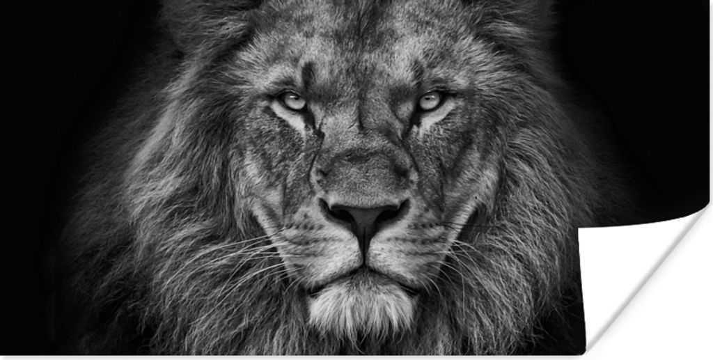 MuchoWow Poster Löwe - Tiere - Schwarz - Weiß 160x80 cm - Foto Poster