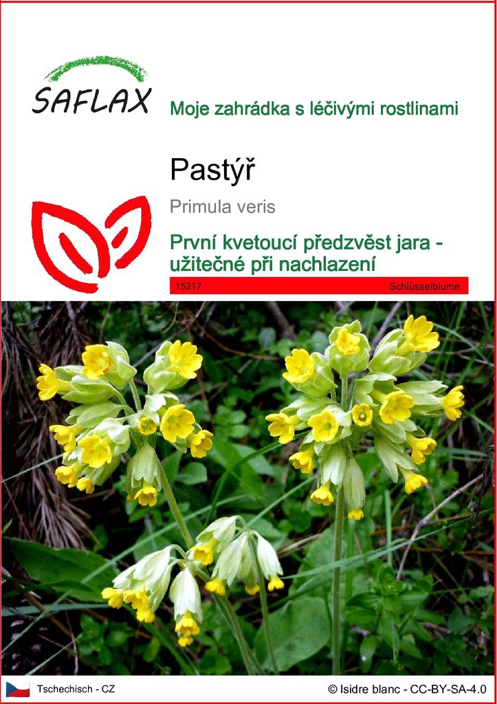 SAFLAX - pastýř - Primula veris - 100 Semena Obrázek produktu 