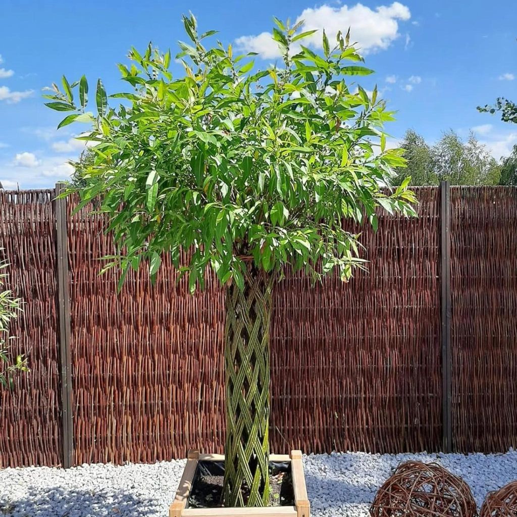 Geflochtener Weidenbaum 160 cm Geflochtene Weide - Produktbild 