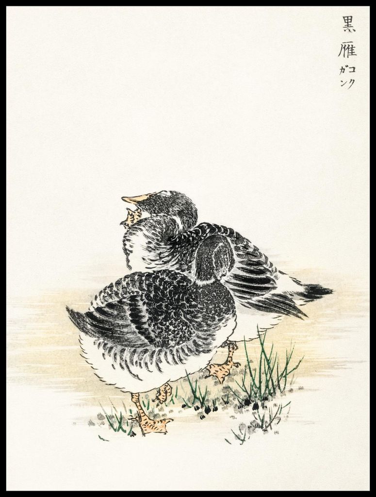 Plakat 60x80cm Black Brant, Japanischer Kashu Vintage für das Wohnzimmer