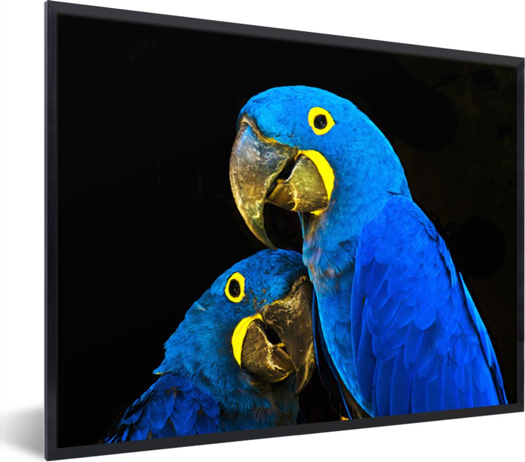 MuchoWow Gerahmtes Poster Papagei - Vogel - Federn - Blau 80x60 cm - Poster mit Schwarzem Bilderrahmen Wandposter Rahmen Foto Bilder - Schwarzem ...