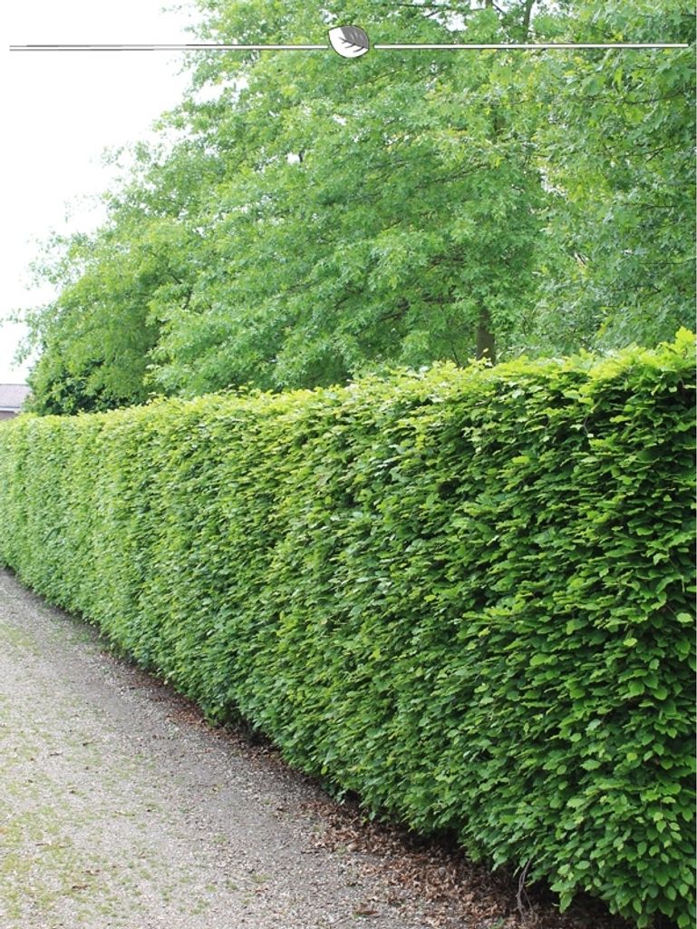 Rotbuche Fagus sylvatica 80-100 cm Wurzelnackt, 300x Heckenpflanze