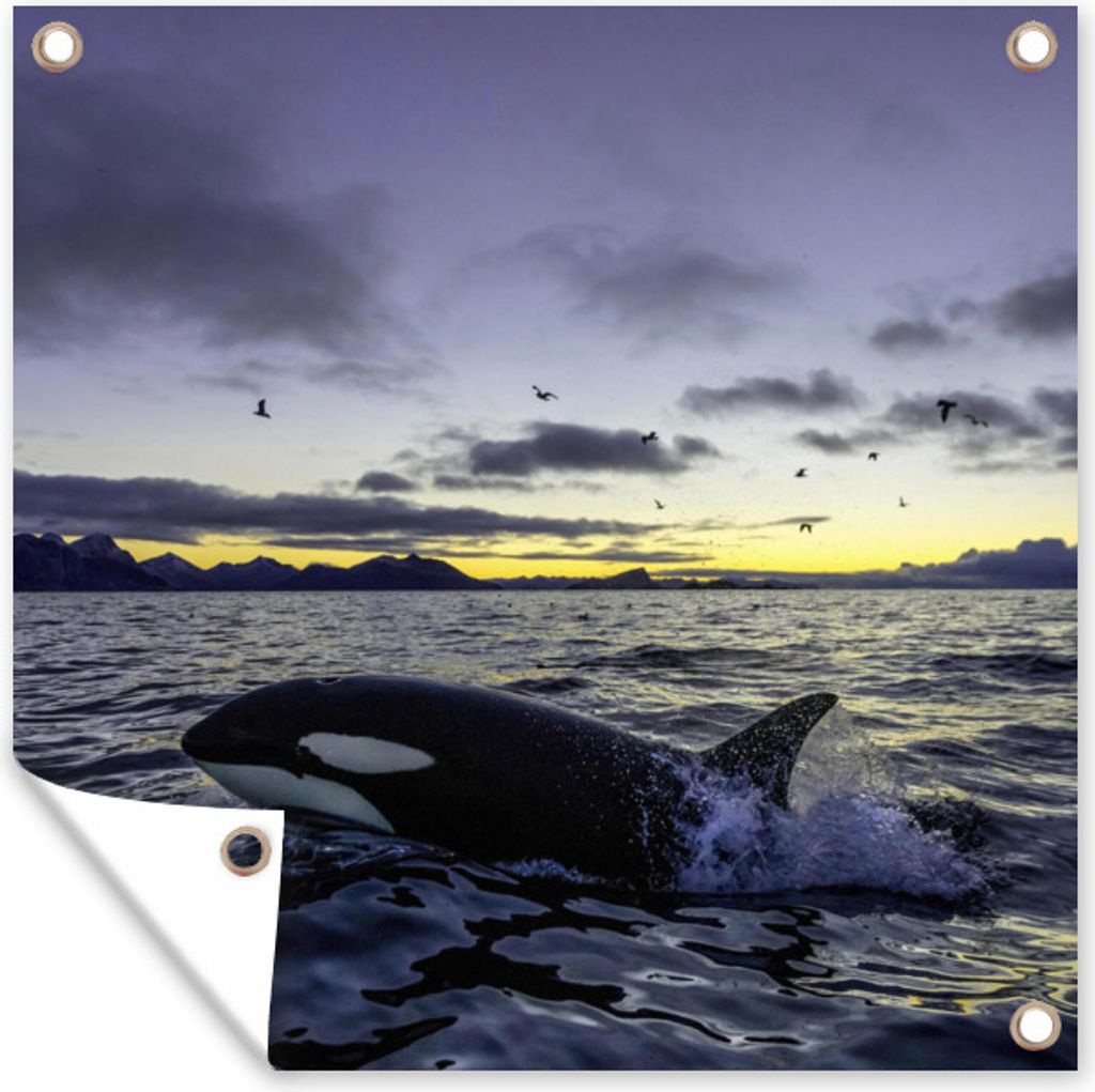 MuchoWow 50x50 cm Outdoor-Poster Gartendeko Sichtschutz Garten Poster für den Garten Orca bei Sonnenaufgang