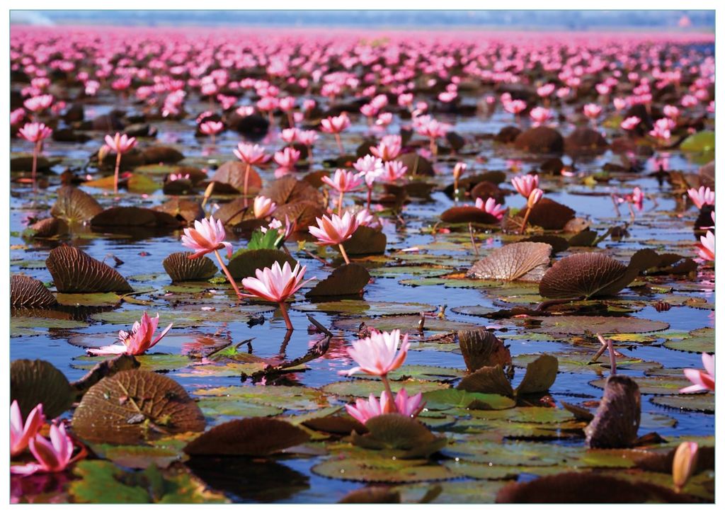 Wallario Premium Glasbild, freischwebende Optik, kräftige Farben, Größe 100 x 70 cm Motiv Seerosenlandschaft mit rosa Blüten