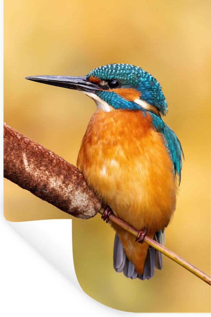 MuchoWow Wandtattoo Wandsticker Wandaufkleber Eisvogel - Natur - Vogel 20x30 cm Selbstklebend und Repositionierbar - Sticker - Dekorfolie