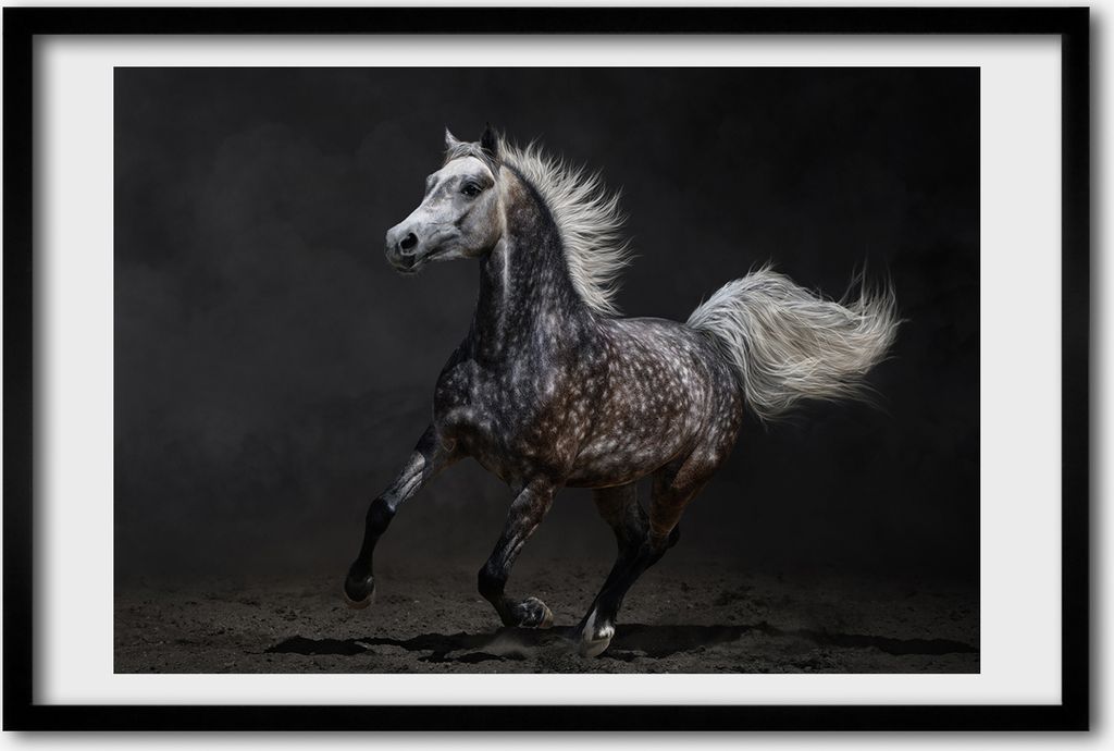 Bild 60x40 MDF-Rahmen, Wandkunst Grau arabisches Pferd