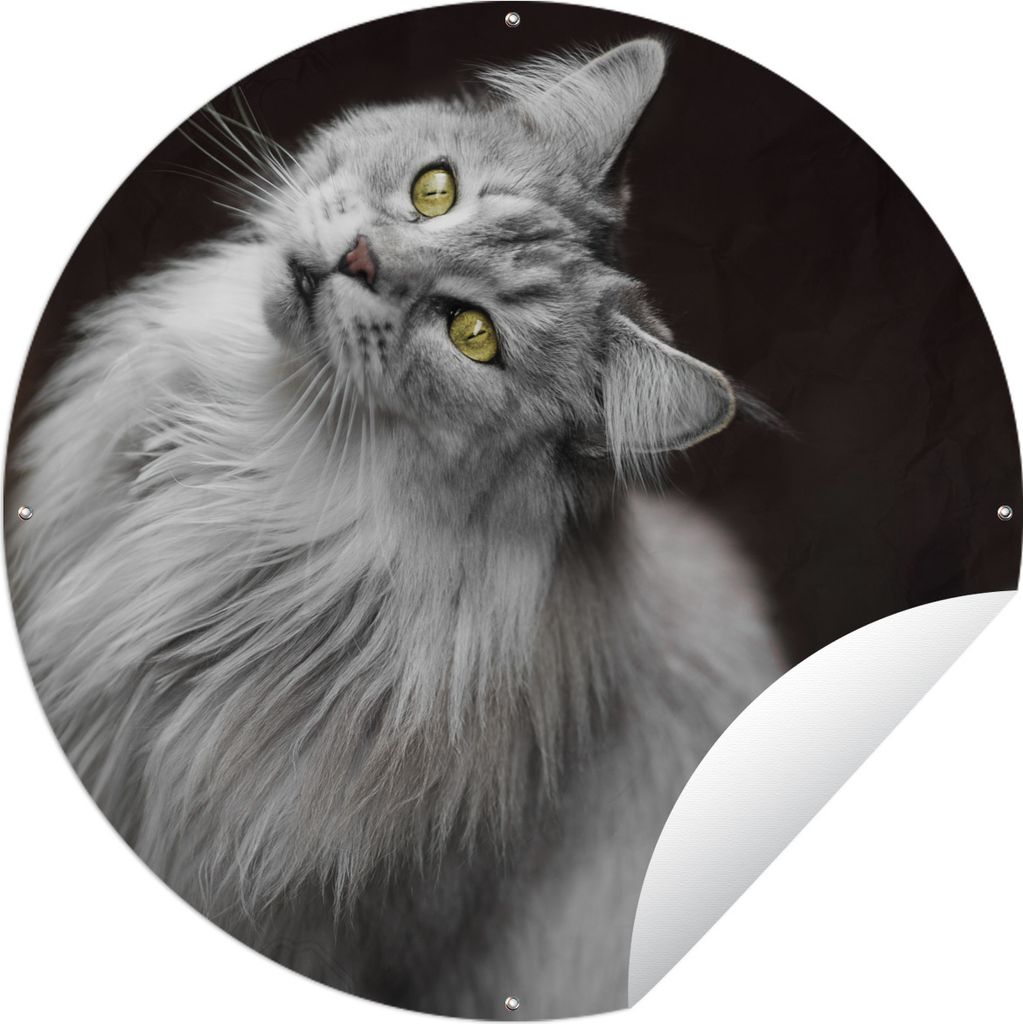MuchoWow Gartenposter Outdoor-Poster Rund Weiße und graue Maine Coon Katze Ø 90 cm Gartendeko Rundes Poster draußen