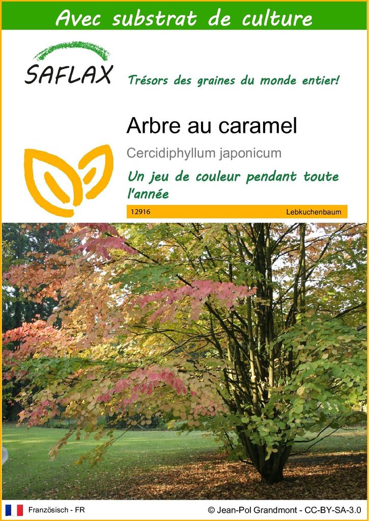 SAFLAX  - Arbre au caramel - 200 graines - Avec substrat - Image du produit 