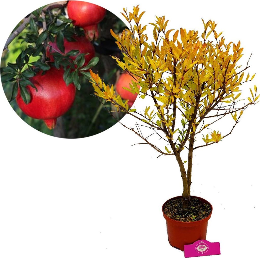 Punica granatum 'Acco', granátové jablko, 2 l kvetináč Obrázok produktu 