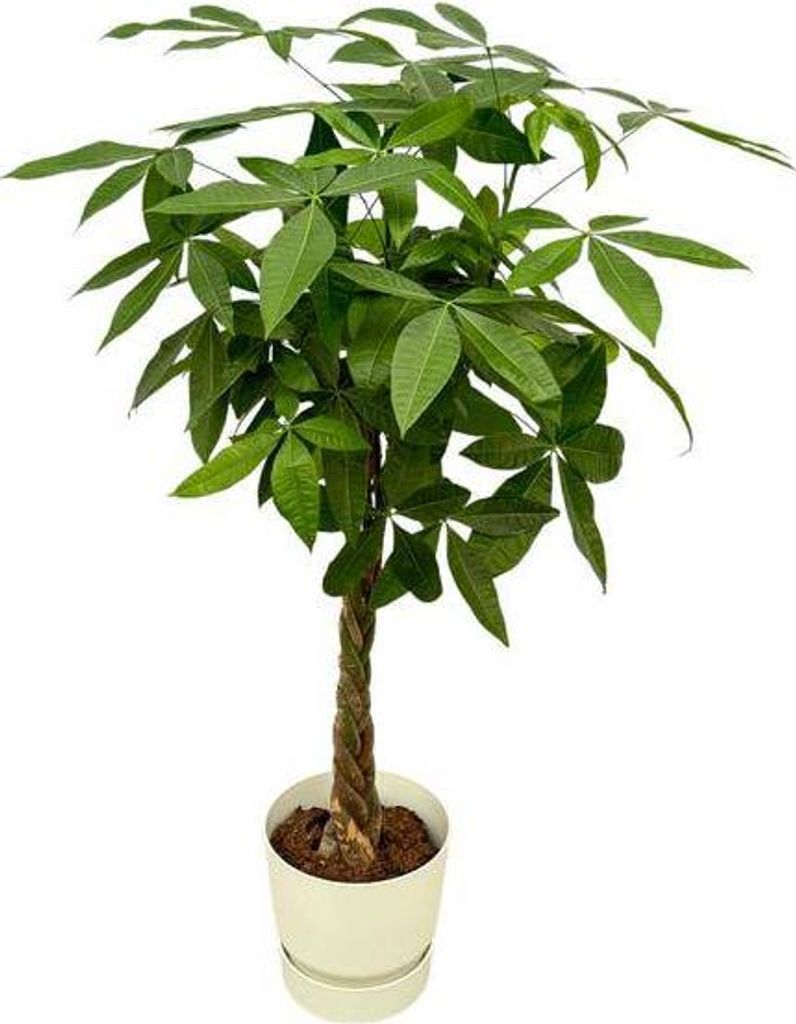 Pachira Aquatica – Glückskastanie – Geldbaum – Zimmerpflanze ca. 160cm – ø30cm – inkl. Pflanzgefäß Greenville Weiß – XXL Glückspf...
