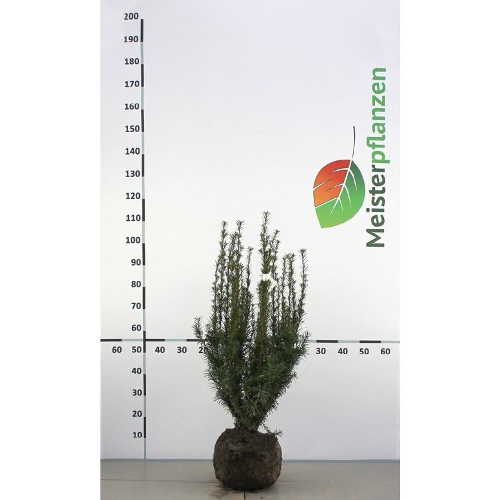 Fruchtende Bechereibe Taxus media Hicksii 50-60 cm, 40x Heckenpflanze