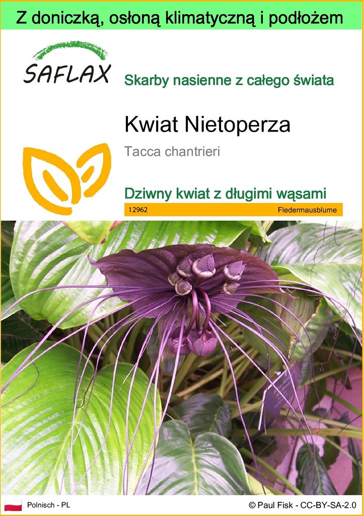 SAFLAX - Garden to go - Kwiat Nietoperza - 10 Nasiona - Z Zdjęcie produktu 