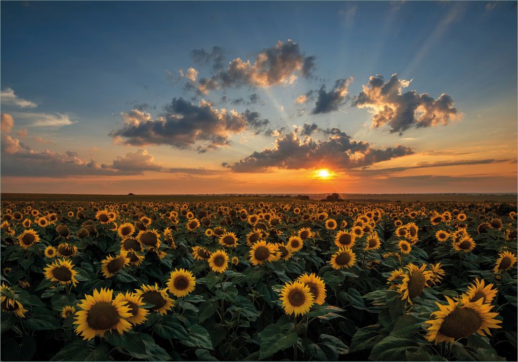 Wallario Poster - Sonnenblumenwiese vor Wolken mit Sonnenuntergang, Kunstdruck Größe: 70 x 100 cm