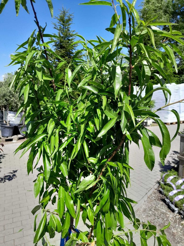 Mandľovník Prunus dulcis 'Avijor' 160–200 cm, mrazuvzdorný, Obrázok produktu 