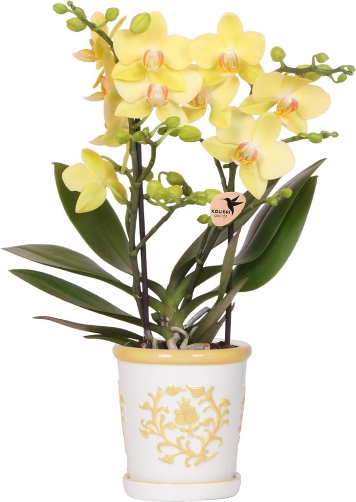 Gelbe Orchidee Albenga mit Malaga Ziertopf Gelb Ø9cm Fröhliche Zimmerpflanze