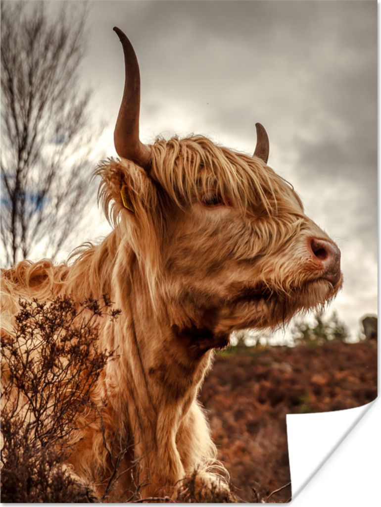 MuchoWow® Poster Scottish Hochlandrind - Strauch - Produktbild 