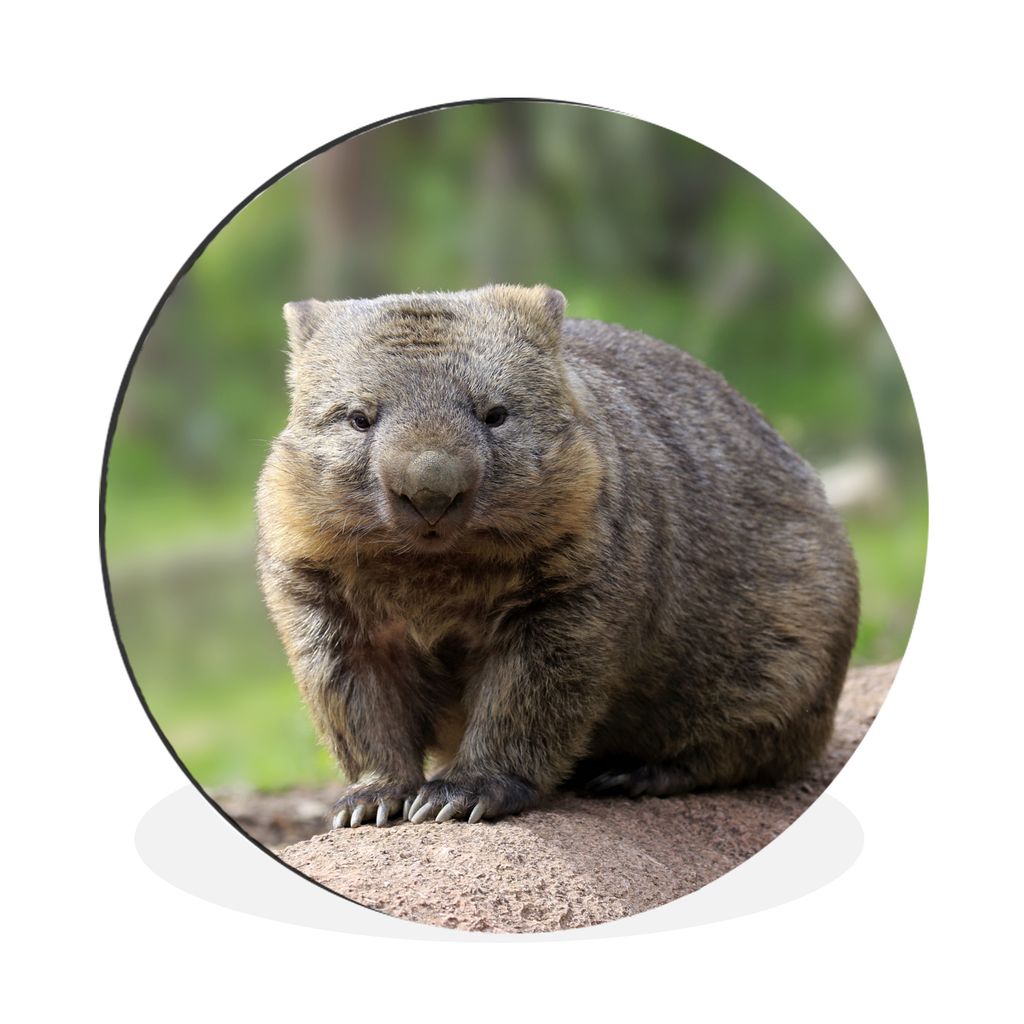 MuchoWow Aluminium Wandkreis Ein Wombat sitzt auf einem Baumstamm Ø 60 cm Wanddeko Modern Wohnzimmer - Wand Kreis - Wandbild - Schlafzimmer - Al...