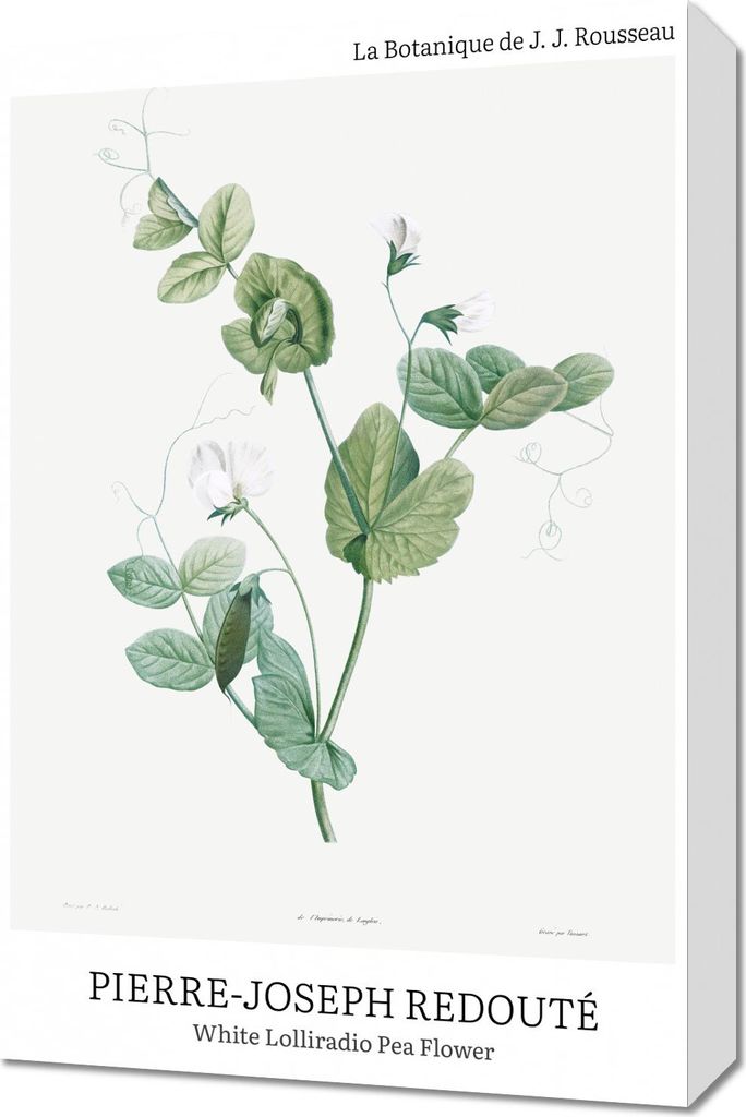 Bild 40x60cm Design Lolliradio Pea Flower, Redoute Vintage für das Wohnzimmer