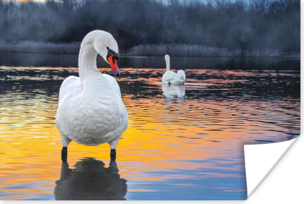 MuchoWow Poster Schwan - Vogel - Sonnenuntergang - Wasser 180x120 cm - Fotoplakat