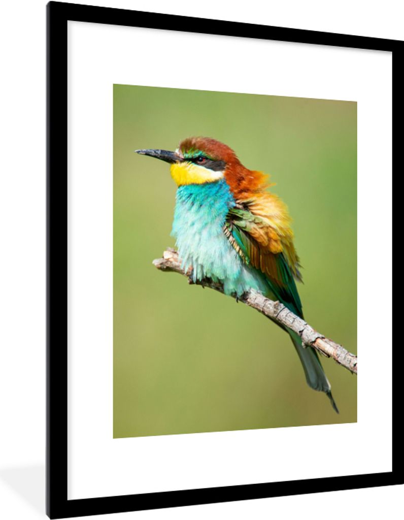 MuchoWow Gerahmtes Poster Vogel - Tiere - Bienenfresser 60x80 cm - Poster mit Schwarzem Bilderrahmen Wandposter Rahmen Foto Bilder - Wohnzimmer -...