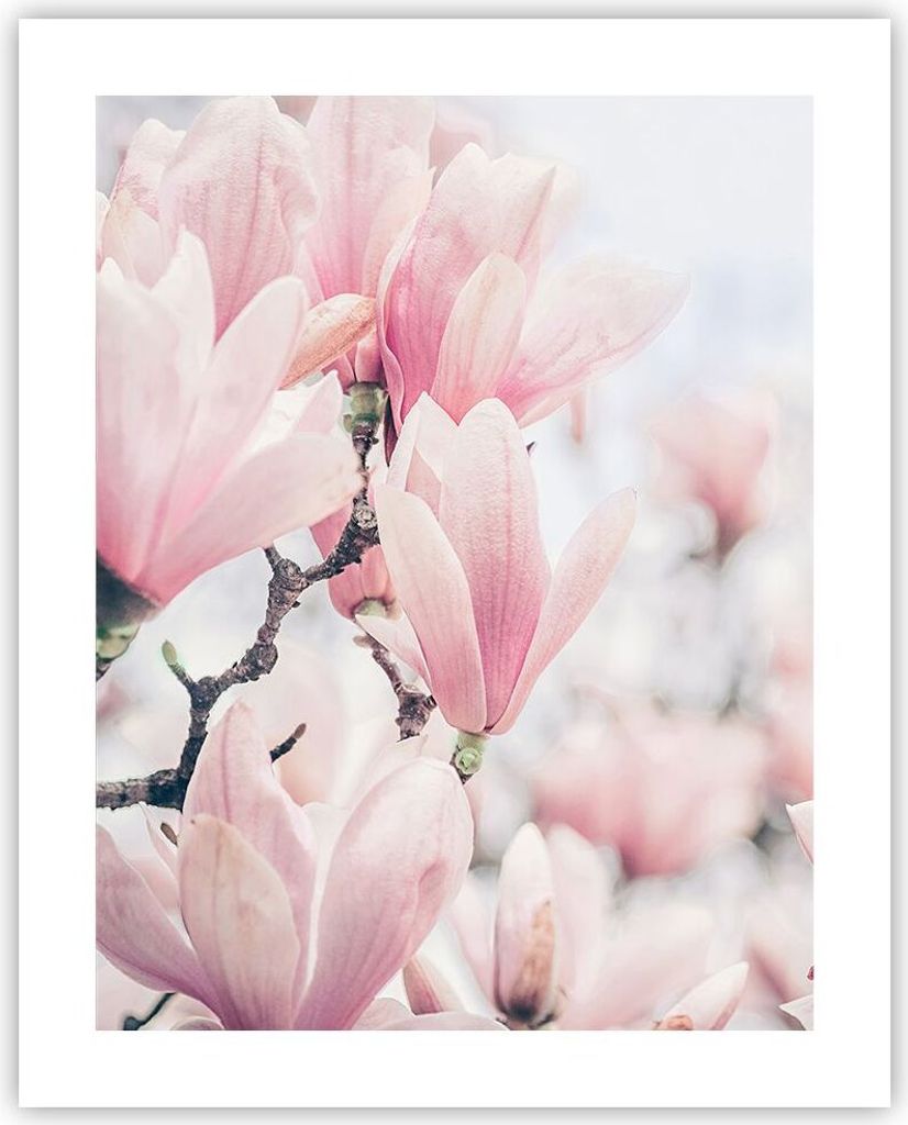Poster - Poster ohne Rahmen - Magnolie Blumen Rosa - 40x50 Produktbild 