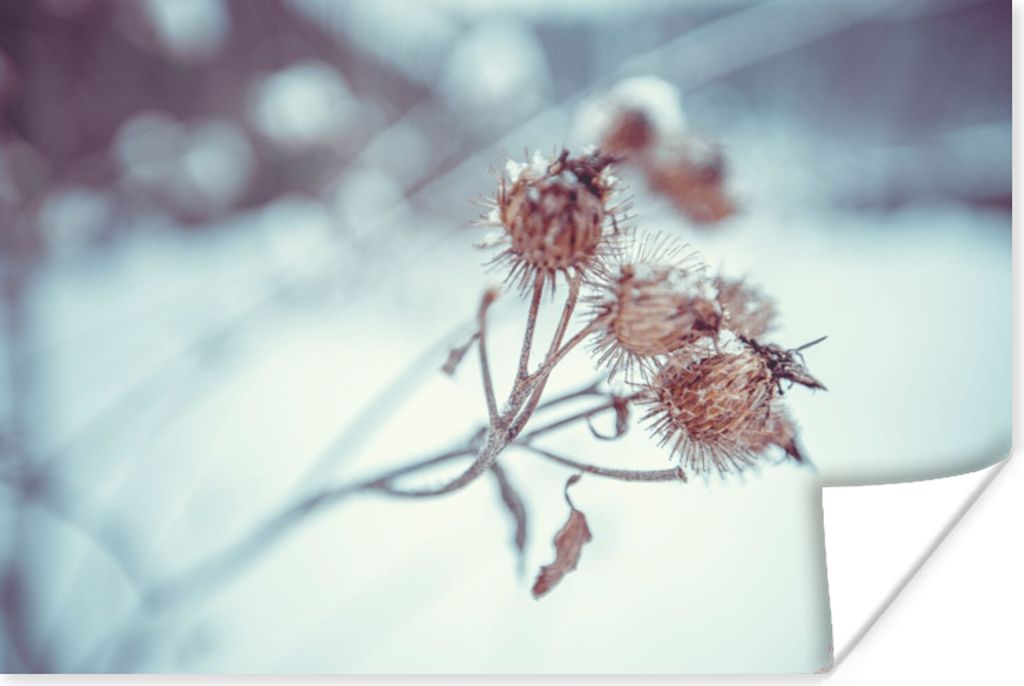 MuchoWow Poster Pflanzen - Winter - Schnee - Natur 90x60 cm - Schlafzimmer