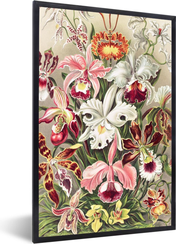 MuchoWow Gerahmtes Poster Blumen - Ernst Haeckel - Jahrgang - Orchidee 40x60 cm - Poster mit Schwarzem Bilderrahmen Wandposter Rahmen Foto Bilder...