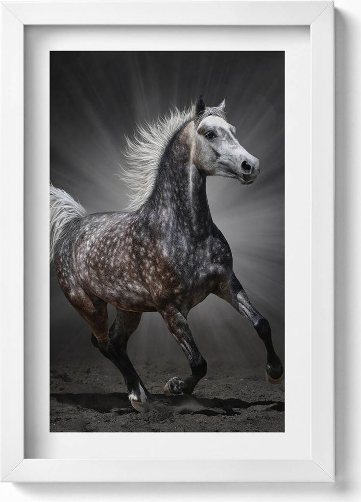 Galoppierendes Pferd– Wandbild mit Rahmen – Gerahmtes Bild – Wanddekoration – 20x30 cm – Weiß