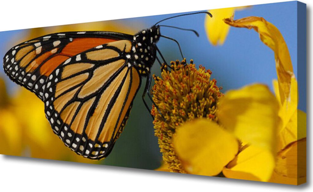 Tulup Leinwand-Bilder 125x50 Wandbild Canvas Kunstdruck Falter Blume Natur