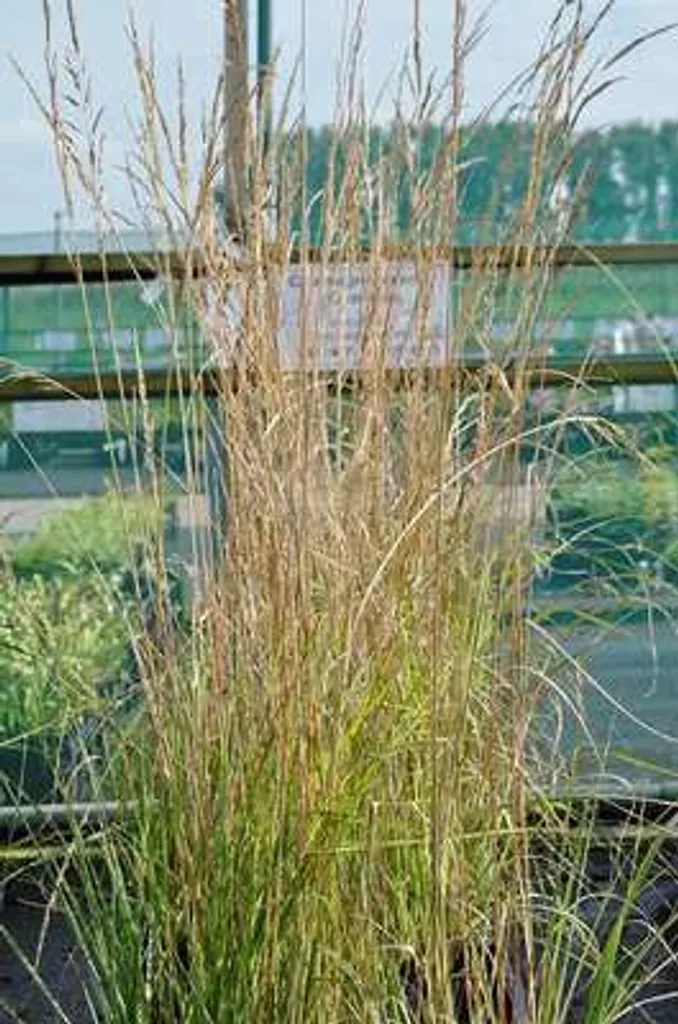 Calamagrostis acutiflora Overdam - Set de 6 Graminées en Pot de 9cm