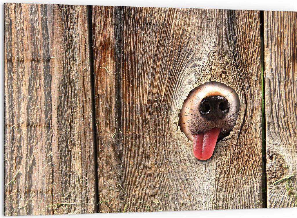 DEQORI Küchenrückwand Glas 60x40 cm 'Neugierige Hundeschnauze' Spritzschutz Bad Rückwand