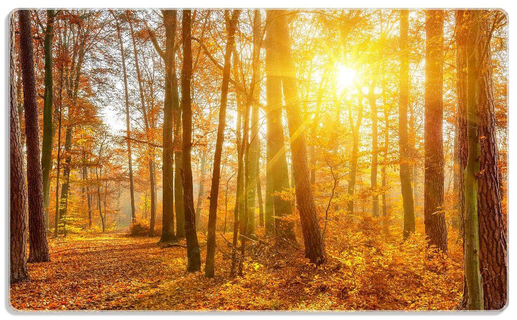 Wallario Frühstücksbrettchen aus Glas, je 14 x 23 cm, mit rutschfesten Füßen, Motiv Sonnenuntergang im herbstlichen Wald
